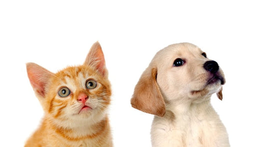 Essential Tips for Your Pet’s Care: Products That Will Make a Difference