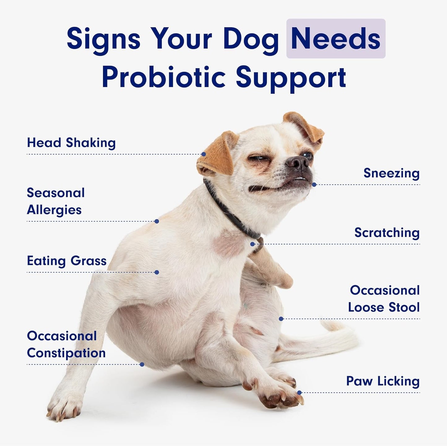 Chewable Probiotics: Allergies, Digestion, and Immune Health