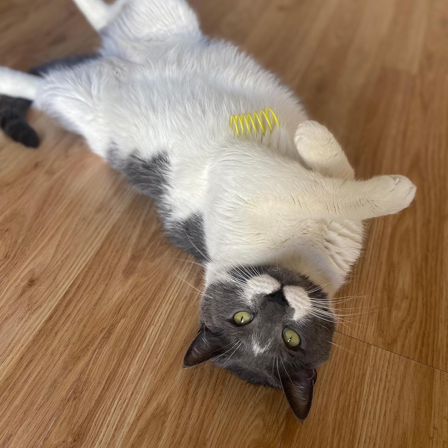 Cat Springs: Stimulate Hunting Instincts and Curiosity