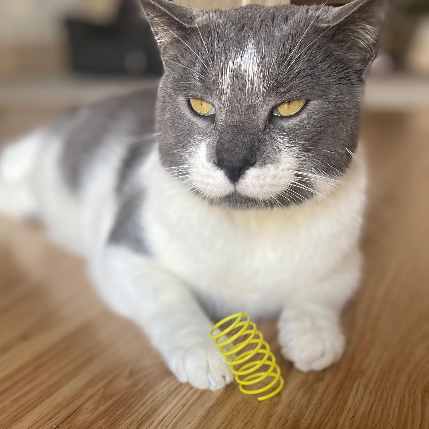 Cats