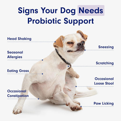 Chewable Probiotics: Allergies, Digestion, and Immune Health