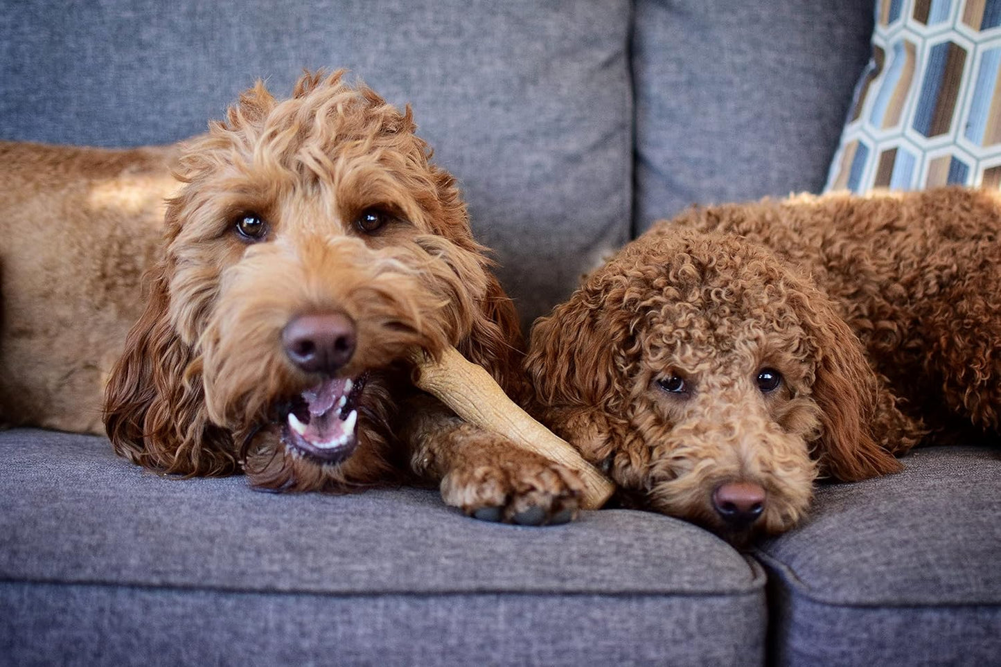 Barbecue Flavored Chew Toy for Dogs: Durable and Splinter-Free